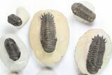 Lot: Assorted Devonian Trilobites - Pieces #76968-4